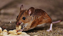 24 Hour & Emergency Exterminators in Viola, IA